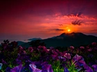 Zachód słońca, Góry, Kwiaty