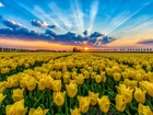 Żółte, Tulipany, Pole, Promienie słońca