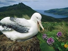 Łąka, Albatros, Gniazdo