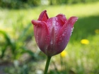 Kwiat, Wiosenny, Tulipan