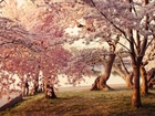 Kwitnące, Drzewa, Jeziorko, Park