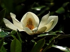 Biała, Magnolia, Krzew