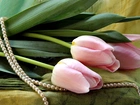 Różowe, Tulipany, Perły