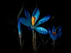 Niebieskie Kwiaty, Krople, Światło