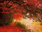 Rzeka, Drzewa, Kolorowe, Liście, Jesień