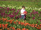 Tulipany, Pole, Dziecko, Chłopiec