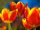 Pomarańczowo, Żółte, Tulipany