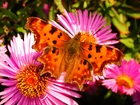 Motyl, Rusałka ceik, Kwiaty