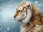 Tygrys, Płatki ,Śniegu