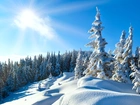 Zima, Promienie, Słońca, Ośnieżone, Drzewa
