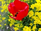 Czerwony, Tulipan, Żółte, Kwiaty