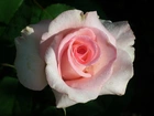 Przyroda, Kwiat, Róża
