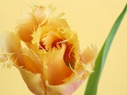 Tulipan, Żółty, Kwitnący, Pierzasty
