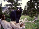 Niedźwiedź, Baribal, Amerykański