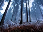 Las, Zima, Mgła