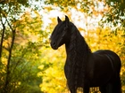 Koń, Piękna Grzywa, Jesień