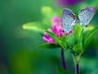 Motyle, Kwiat, Zieleń
