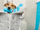 Pies, Jack Russell terrier, Gazeta, Papier, Toaletowy