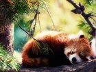 Panda, Czerwona, Drzewo, Wypoczynek, Las