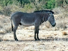 Zebra, trawa, zarośla