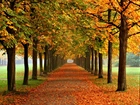 Jesień, Drzewa, Kasztany, Liście, Park