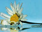 Biały, Kwiatek, Margerytka