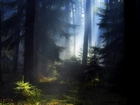 Las, Przebijające Światło