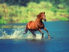 Koń, Bieg, Woda, Rozmycie