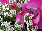 Różowa, Surfinia, Białe, Kwiaty