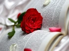 Róża, Książka, Płatki