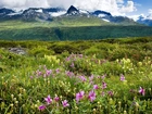 Alaska, Góry, Chmury, Łąka, Kwiaty