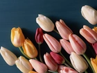 Tulipany, Kolorowe, Niebieskie, Tło