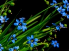 Drobne, Niebieskie, Kwiaty