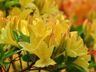 Kwiaty, Żółte, Azalie