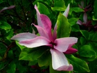 Przyroda, Roślina, Magnolia
