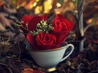 Róża, Czerwona, Filiżanka, Runo
