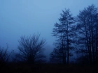 Mgła, Drzewa