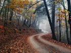 Jesień, Droga, Las, Mgła