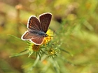 Motyl, Owad, Kwiaty