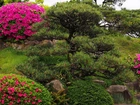 Park, Krzewy, Rododendrony