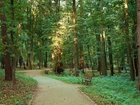 Park, Drzewa, Alejka, Ławki