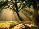 Droga, Drzewa, Zachód Słońca, Przebijające Światło
