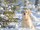 Labrador, Retriever, Śnieg, Zima, Iglaki