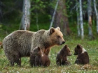 Niedźwiedzica, Młode, Las, Kwiatki