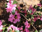 Azalia, Rododendron, Różowy