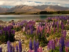 Nowa Zelandia, Jezioro, Góry, Brzeg, Kwiaty, Łubin