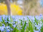 Wiosna, Niebieskie, Kwiaty