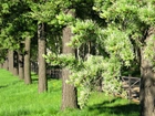 Park, Drzewa, Trawa