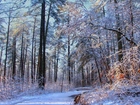 Zima, Las, Ośnieżone, Drzewa, Droga