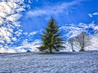 Pola, Drzewa, Chmury, Zima